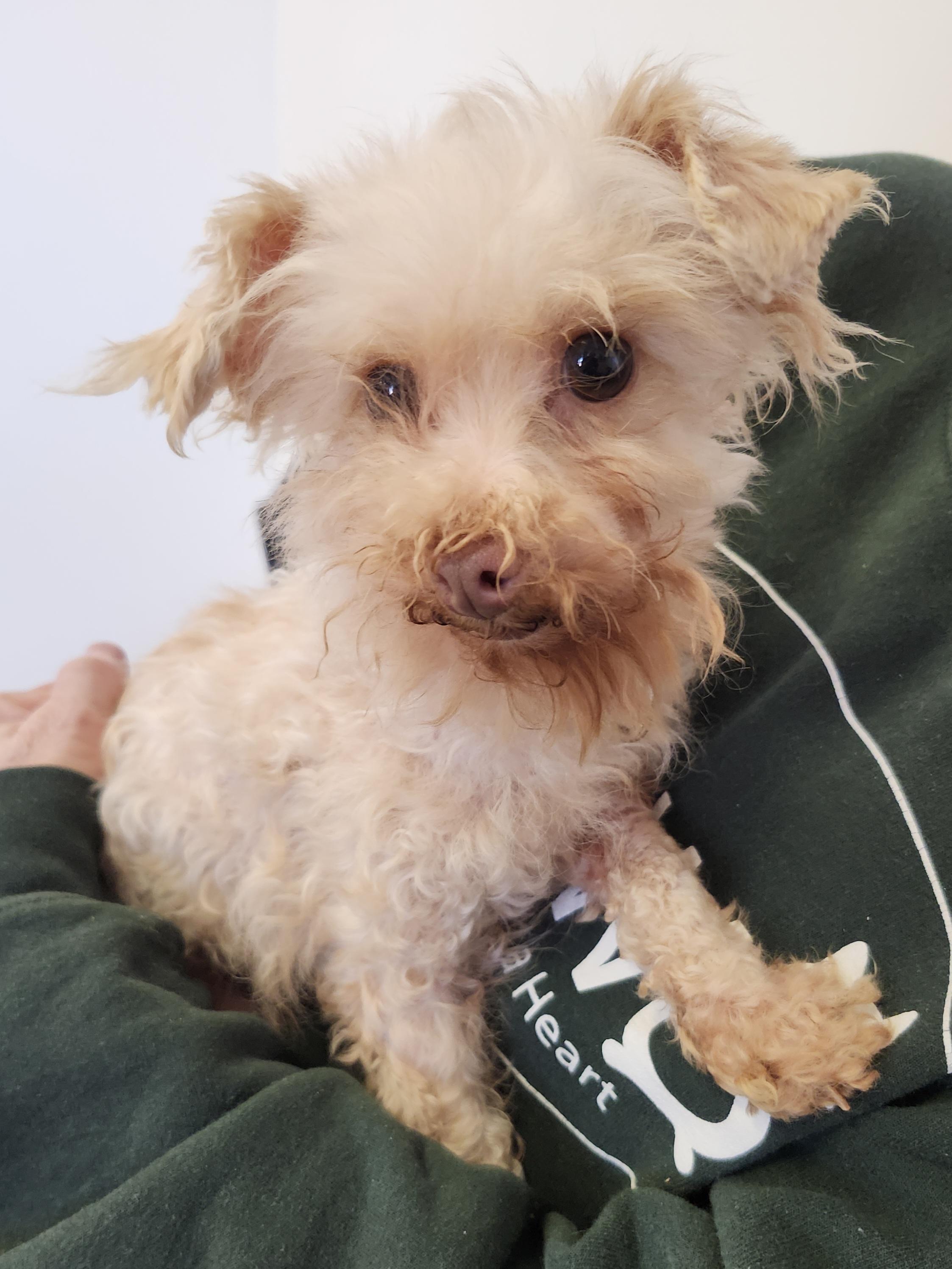 Sweet Pea Application