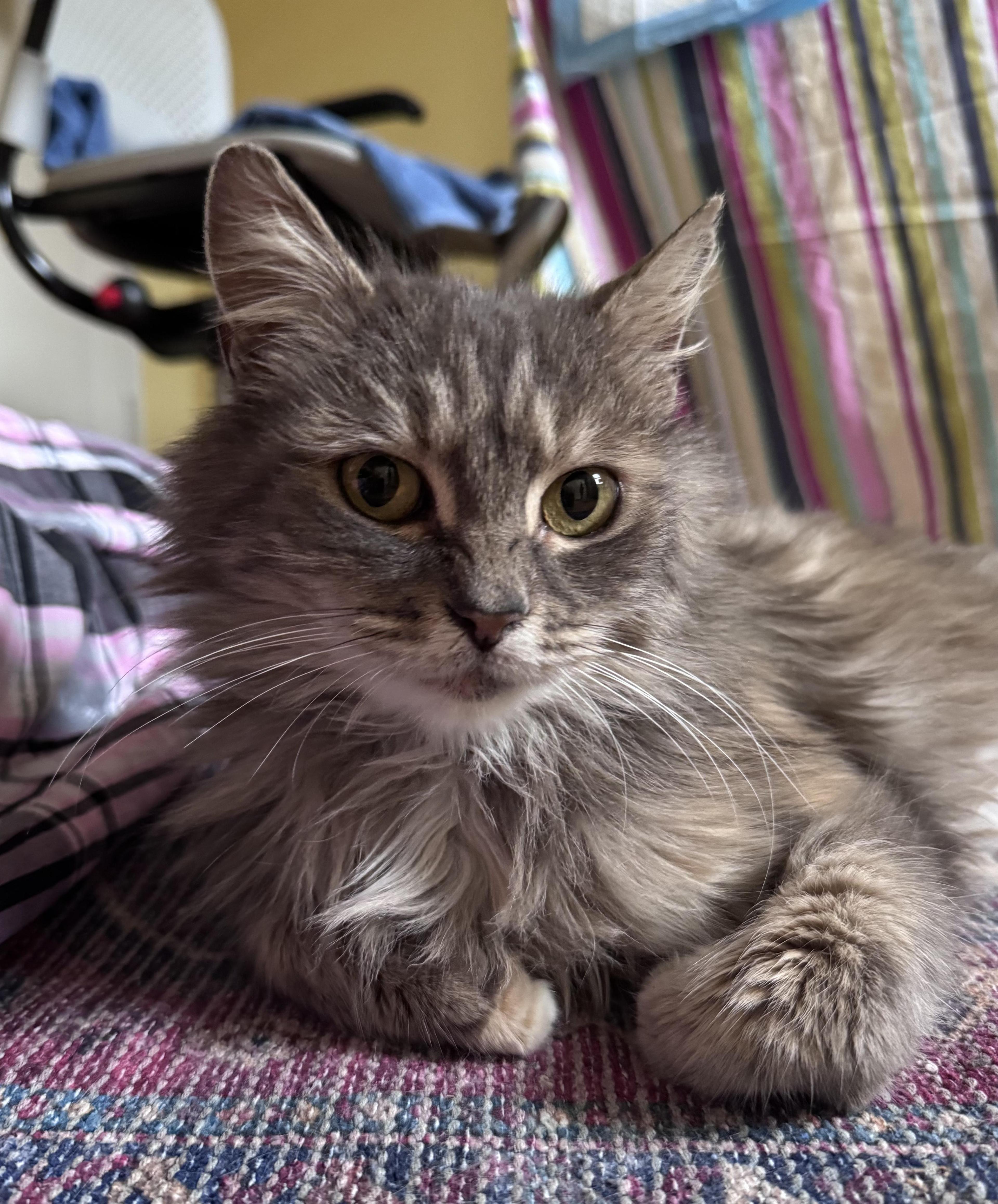 Gwennie Sassy Beauty