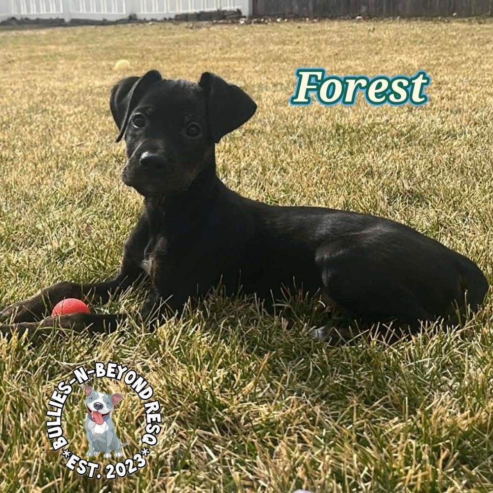 Cottagecore Litter: Forest