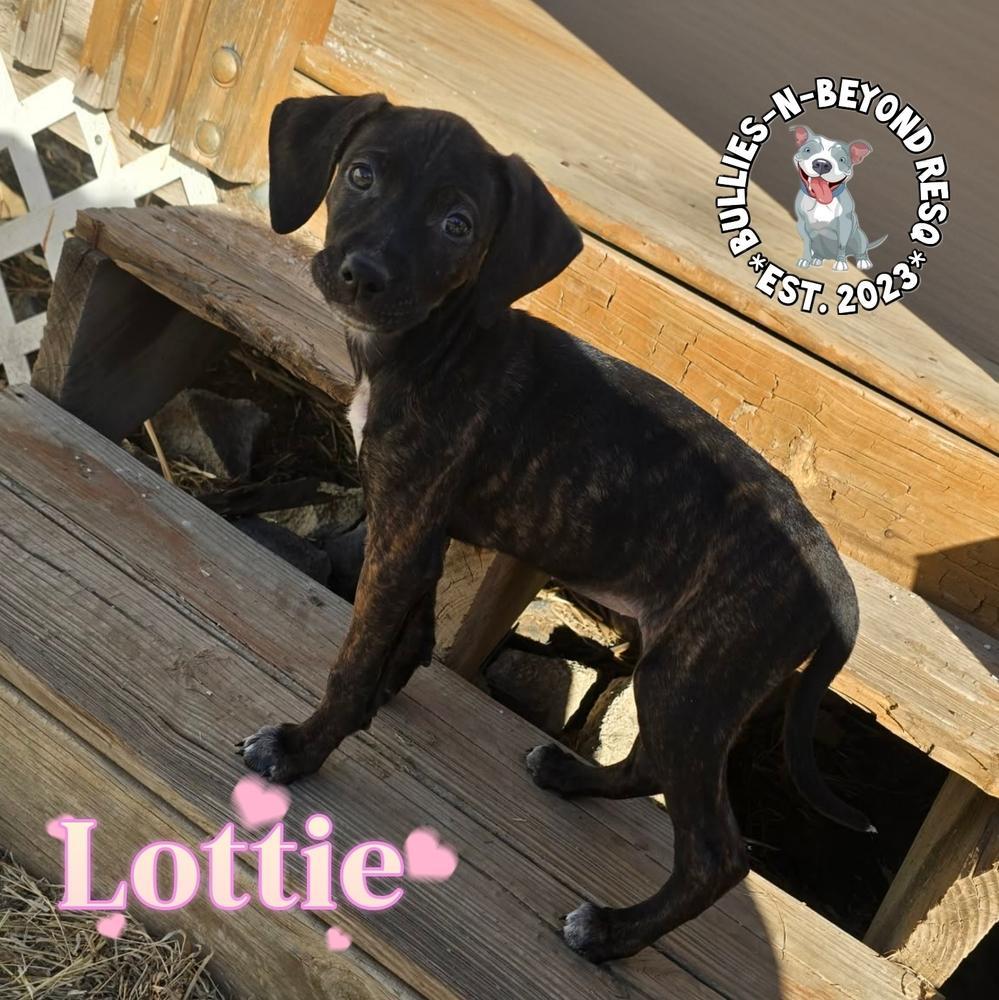 Cottagecore Litter: Lottie