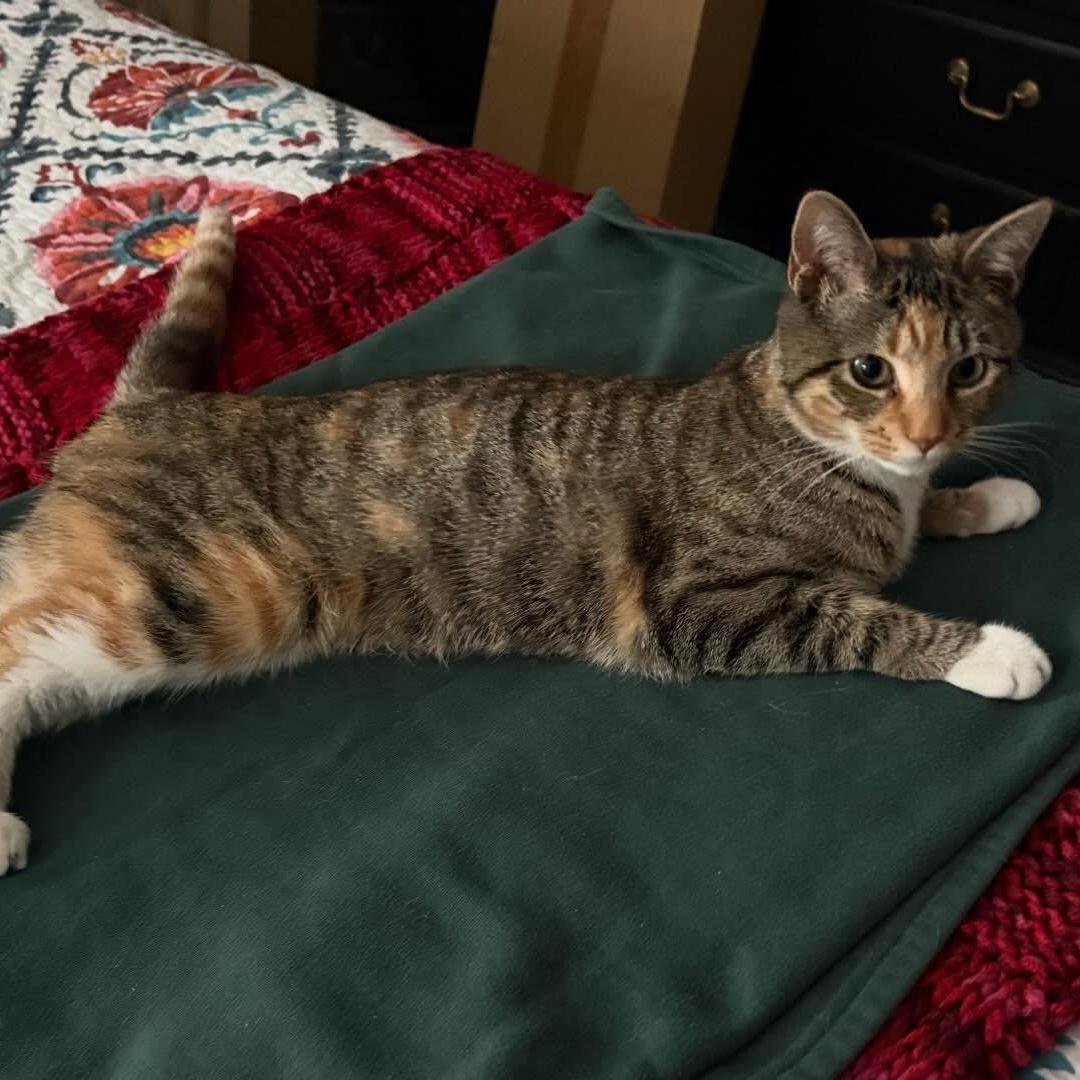 Clementine Blue Socks