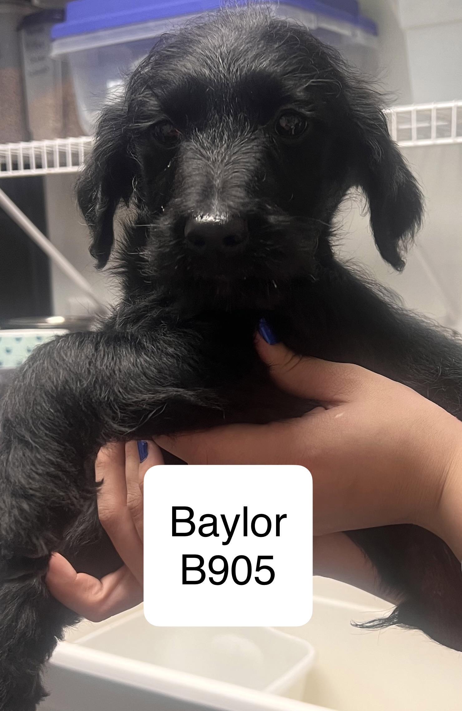 Baylor