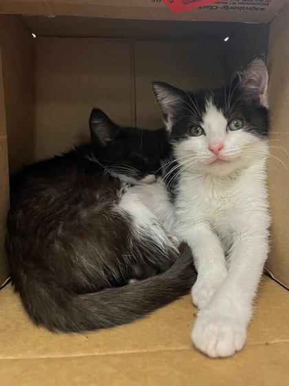 Prosciutto Bonded With