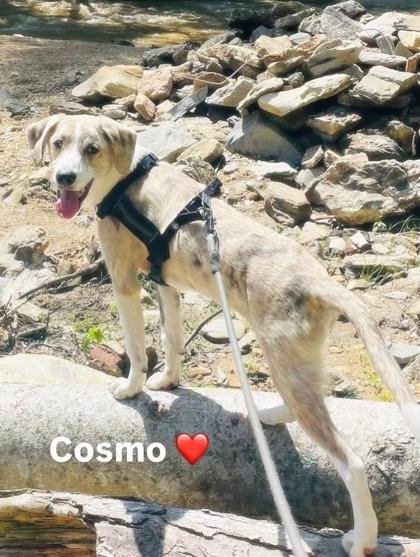 Cosmo