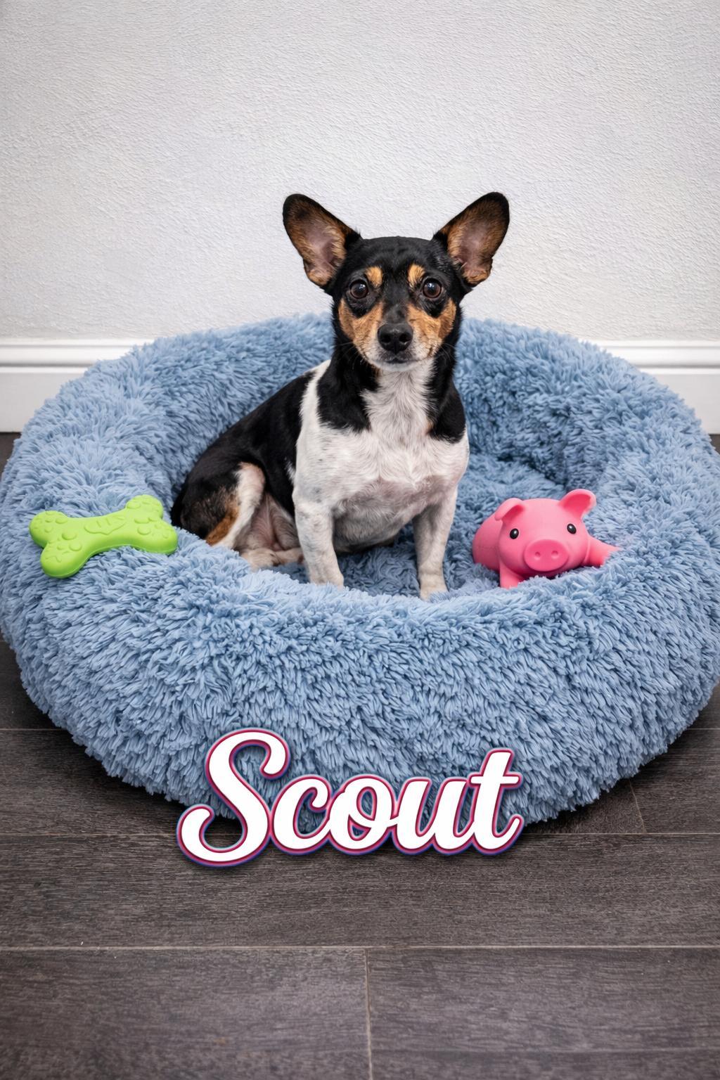 Scout