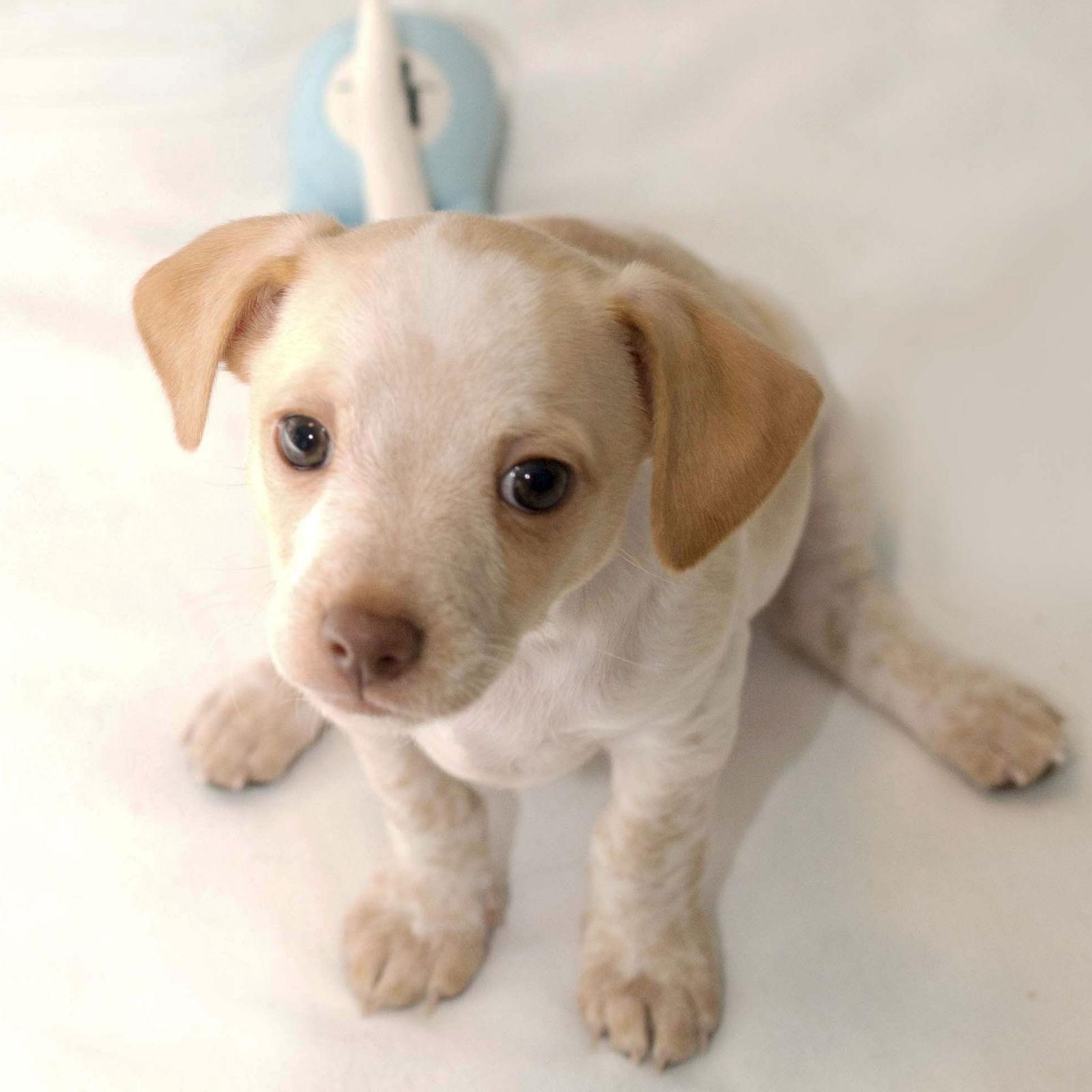 Sugarplum Sweet Treats