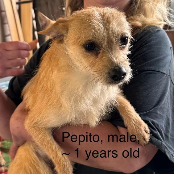 Pepito