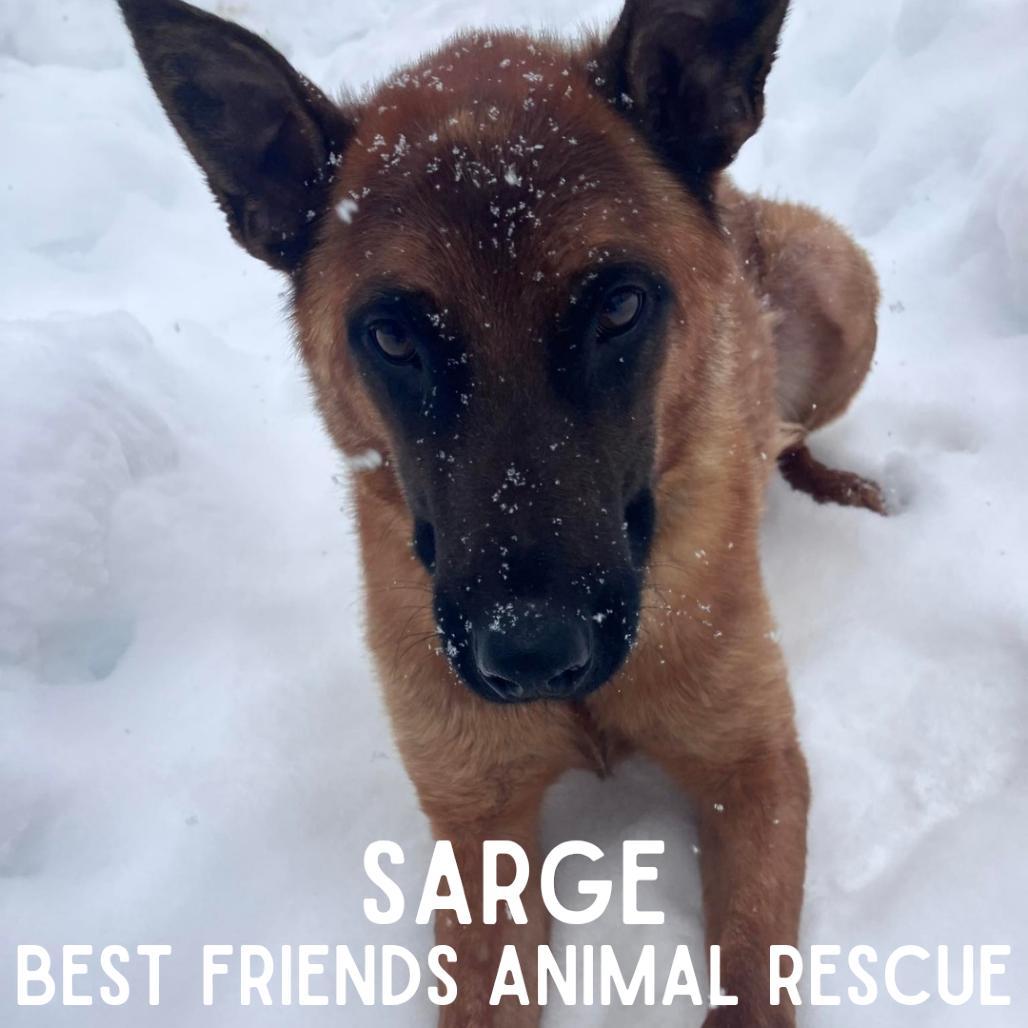 Sarge