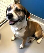 Koby Adult Boy Looking