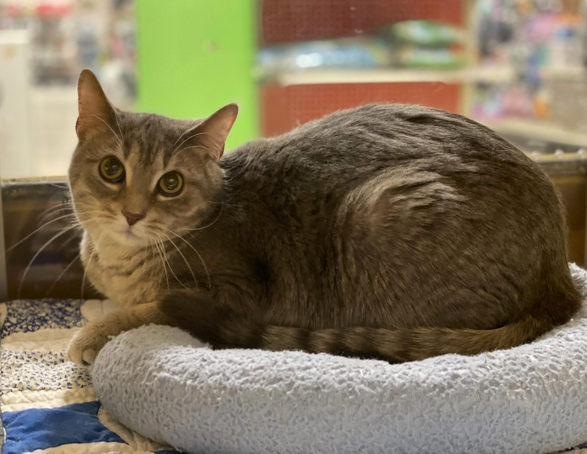 Edmundo @ Canton Petsmart