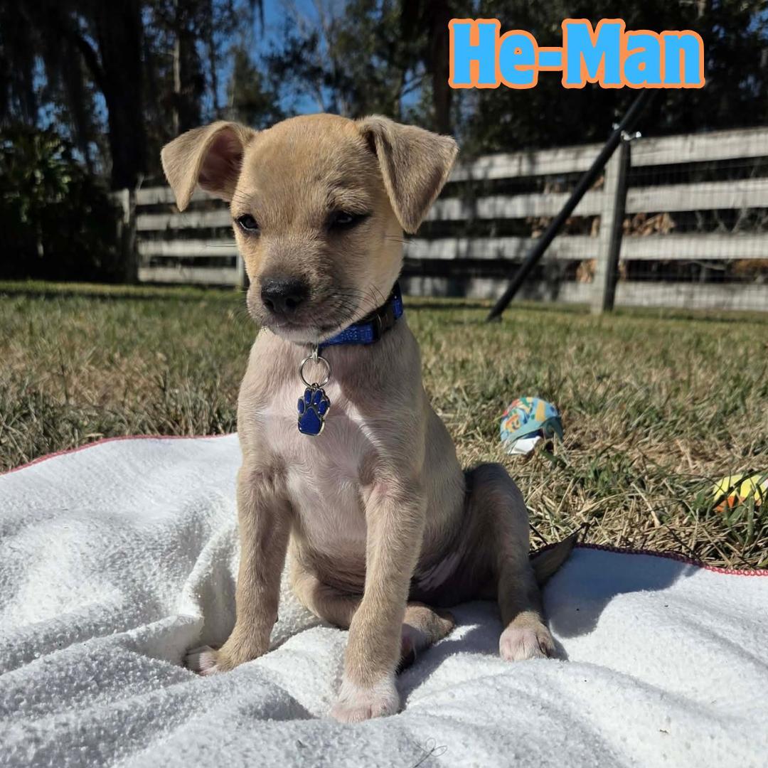 Heman Chimix Puppy