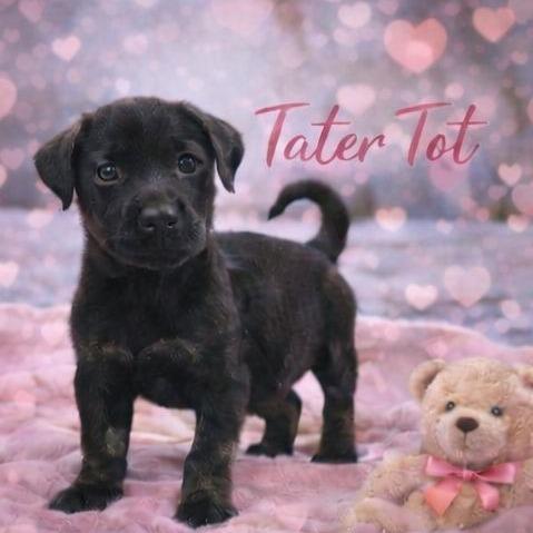 Tater Tot