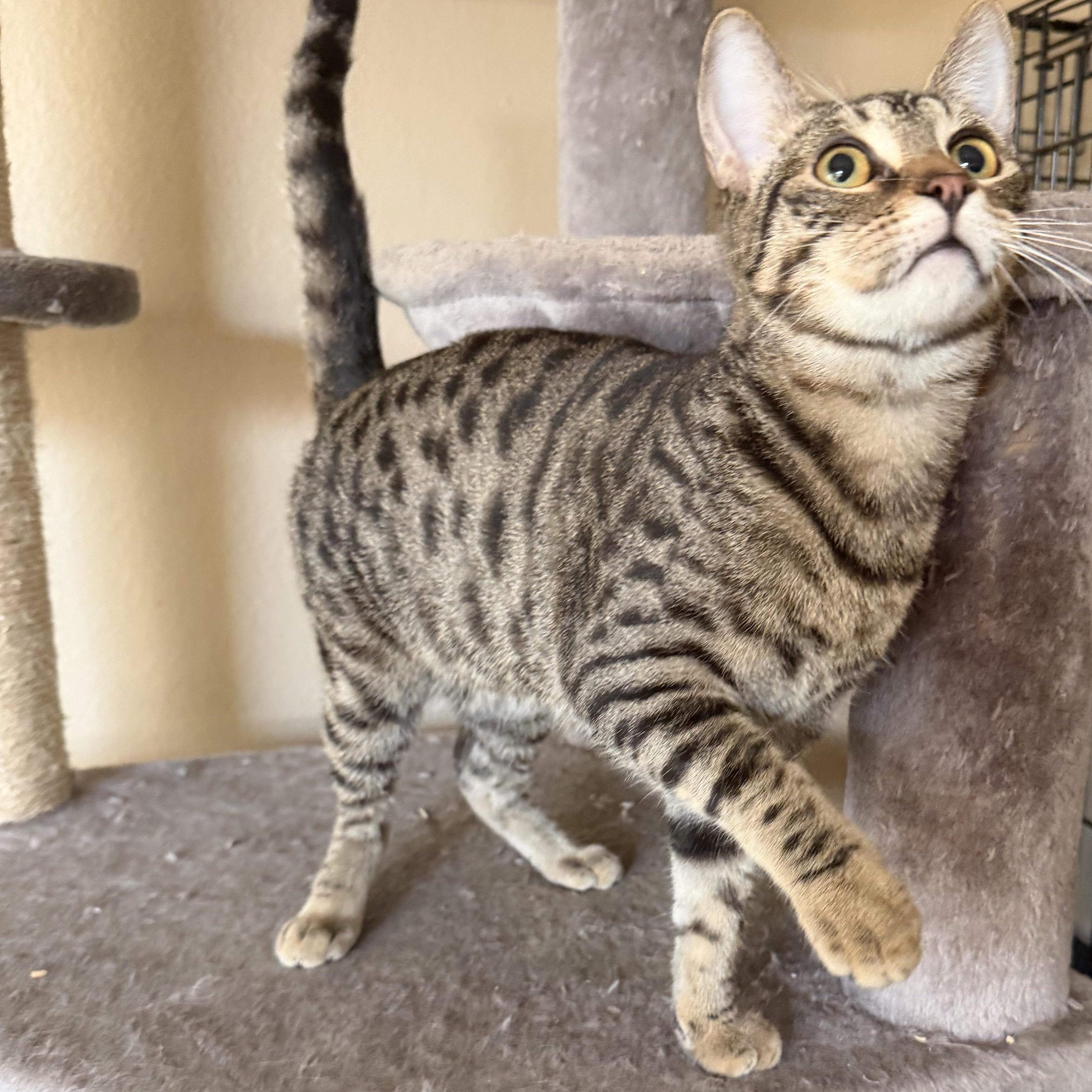 Christinaâs Tabby Spots