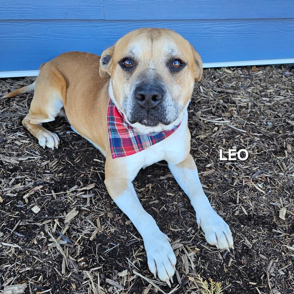 Leo