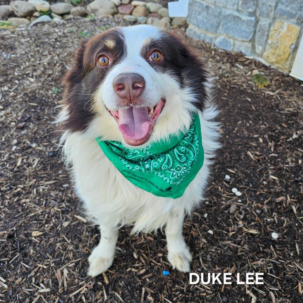 Duke Lee