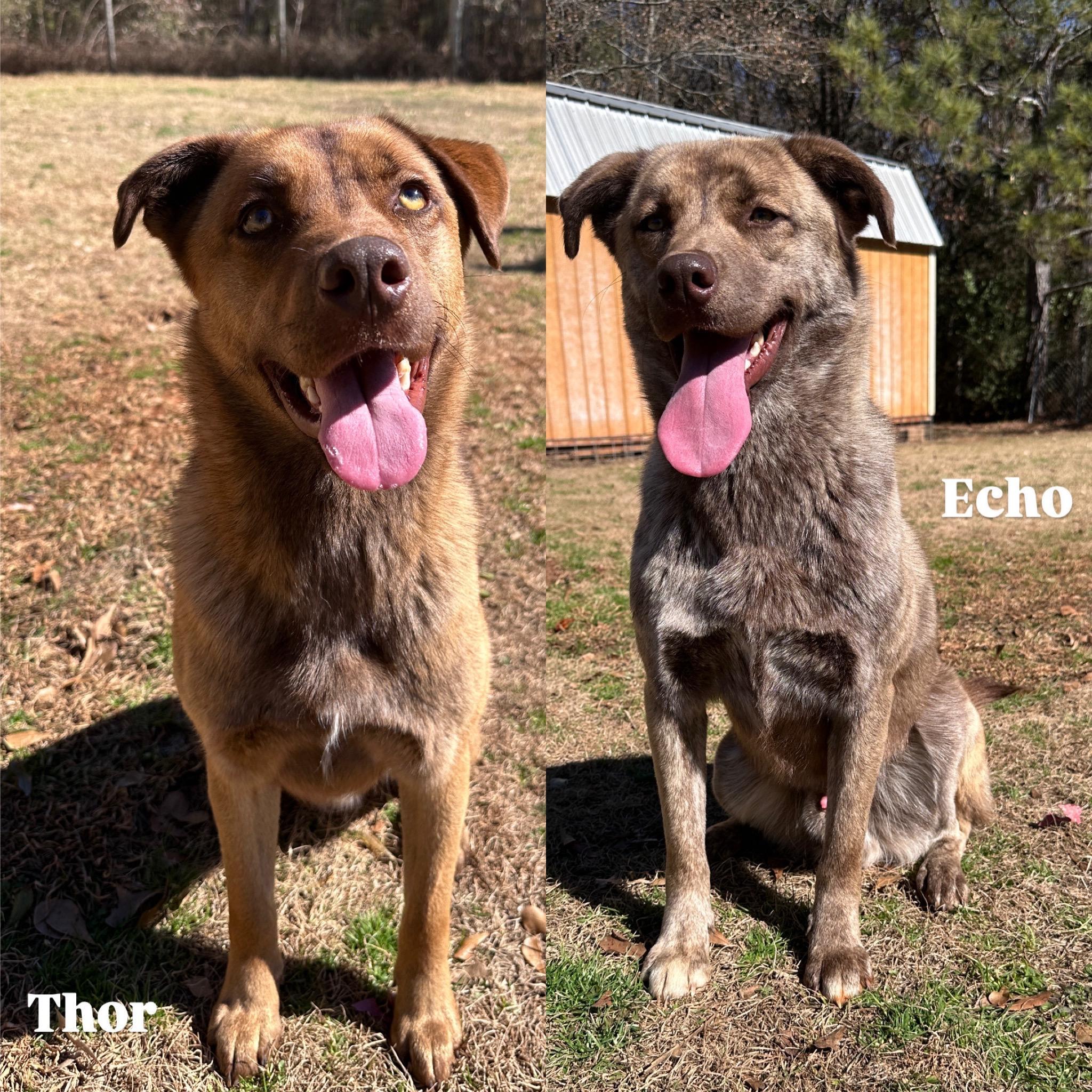 Thor & Echo