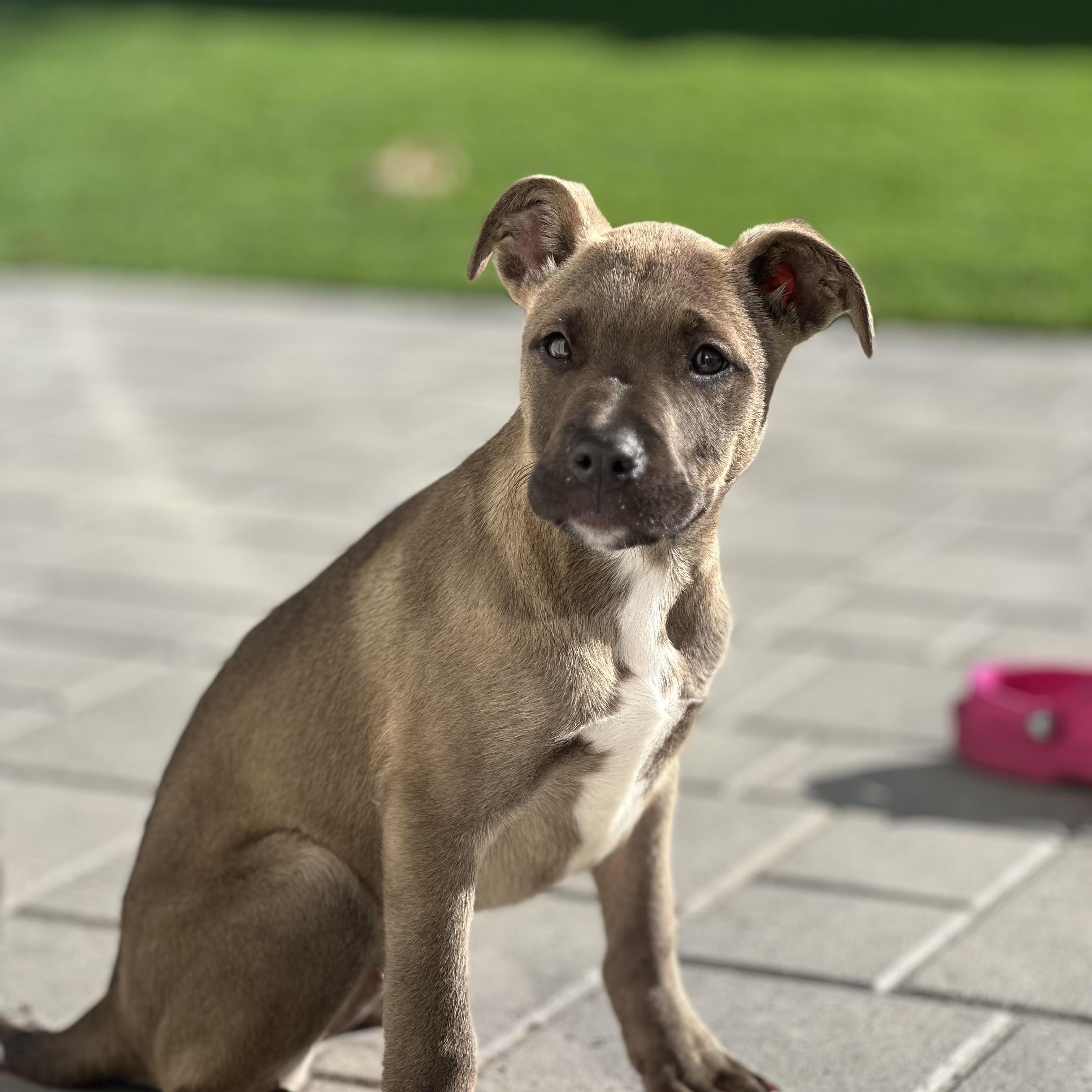 Nala~ Intelligent And Easy