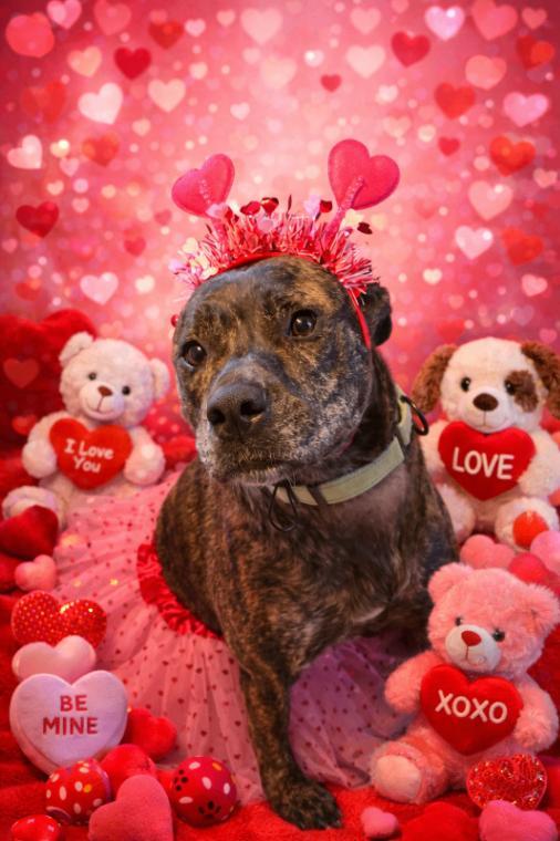 Cupcake The Ballloving