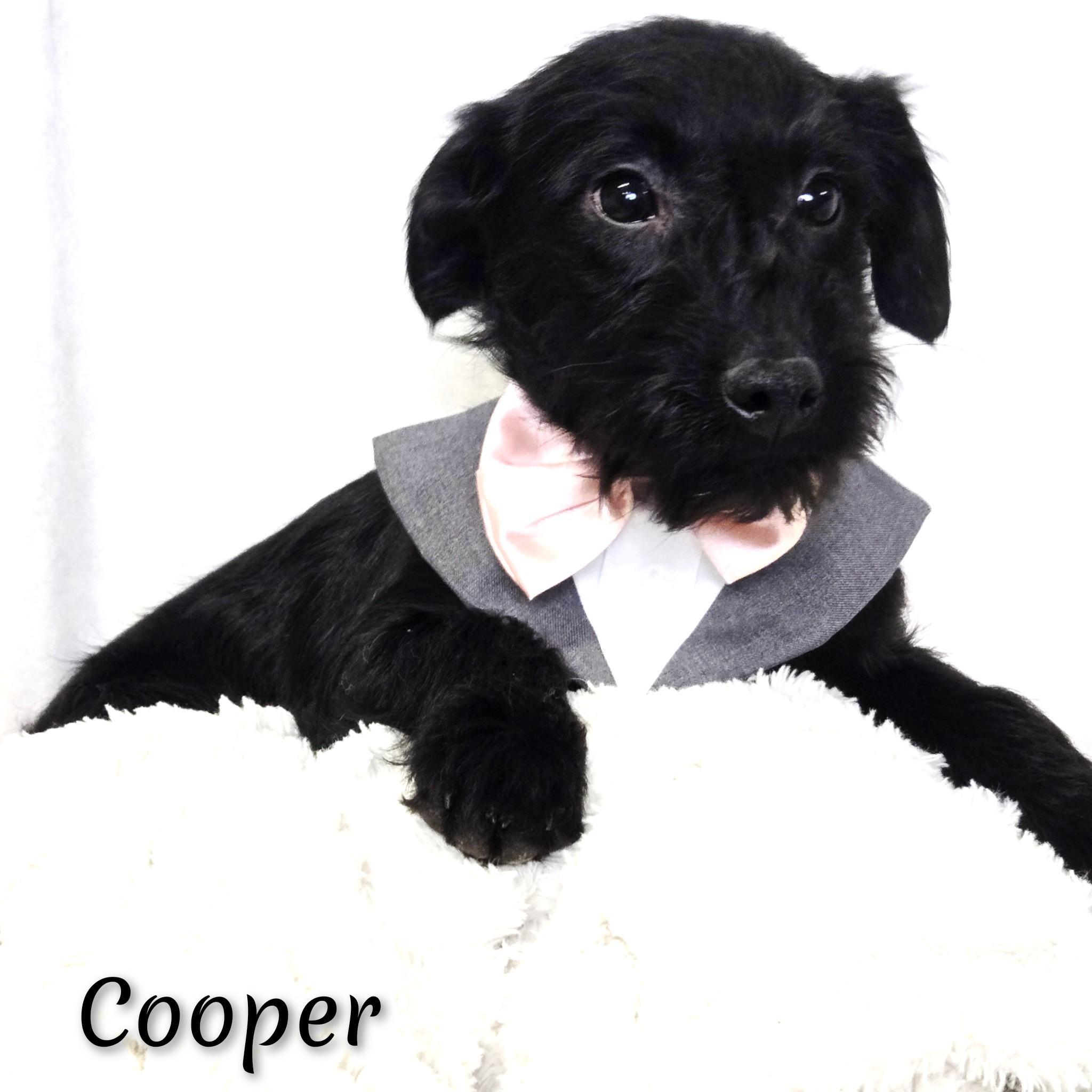 Cooper