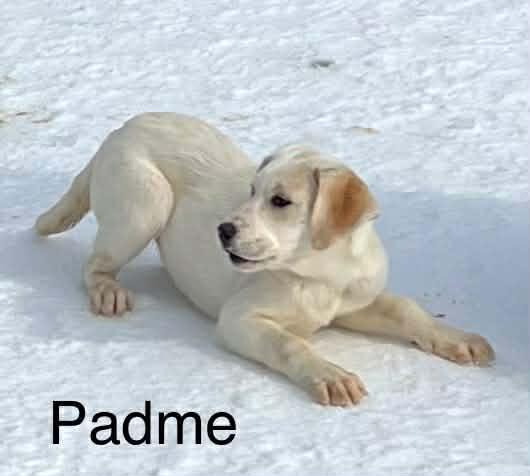Padme