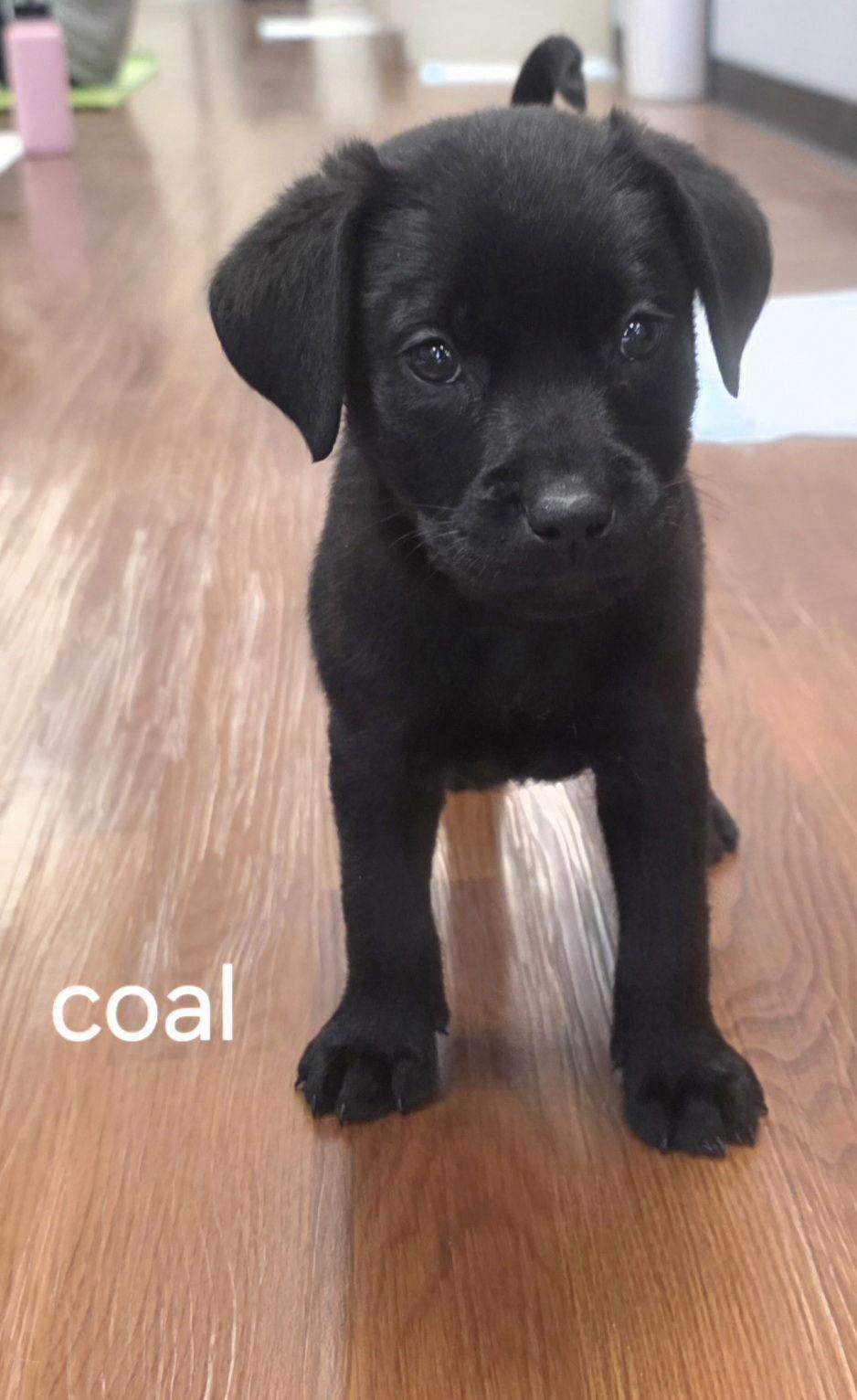 Coal