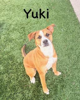 Yuki