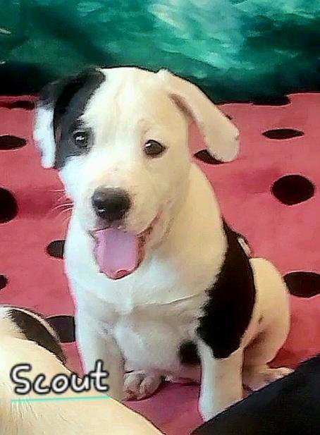 Scout~ Adventurous And Cuddly