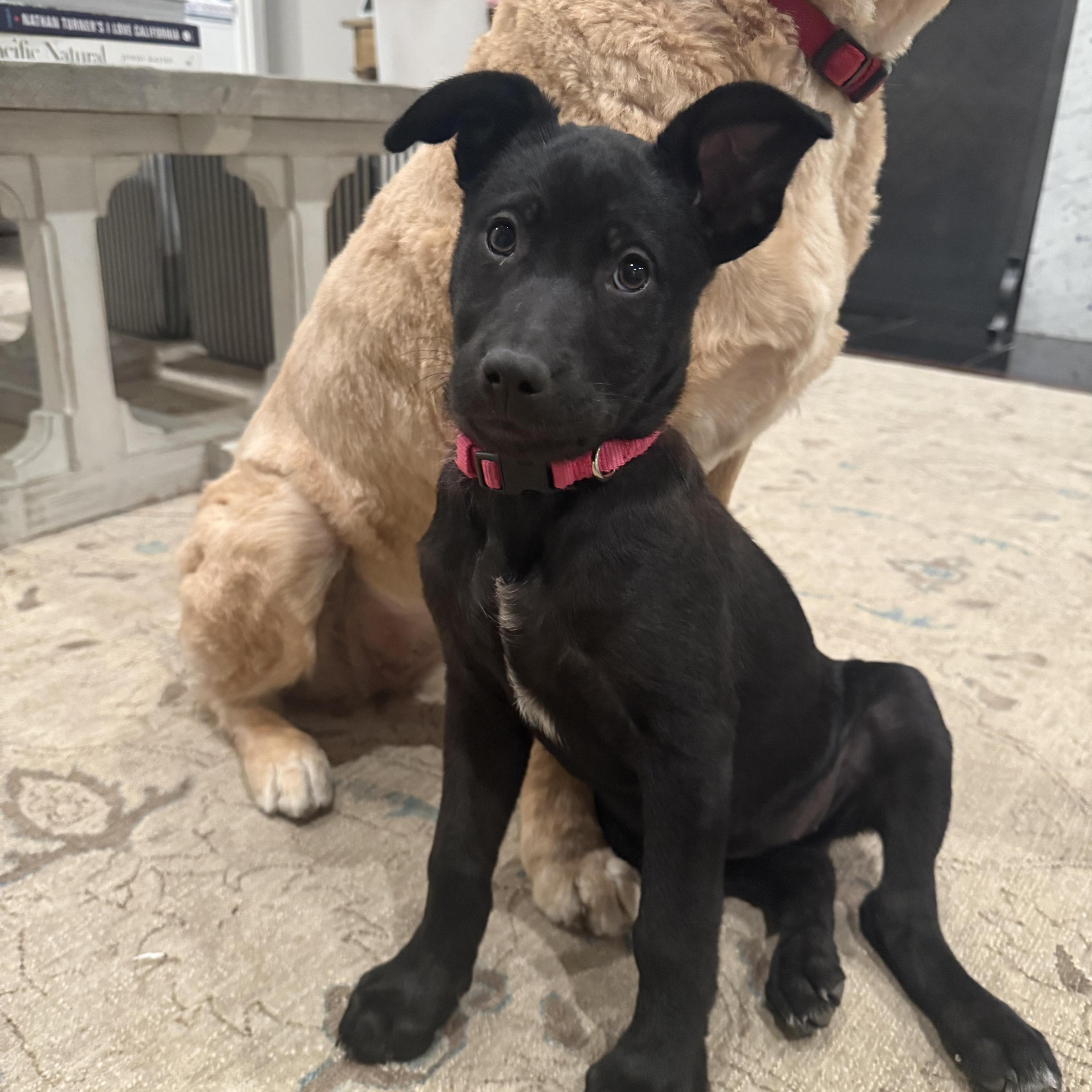 Elle~ Gorgeous Black Shepherd