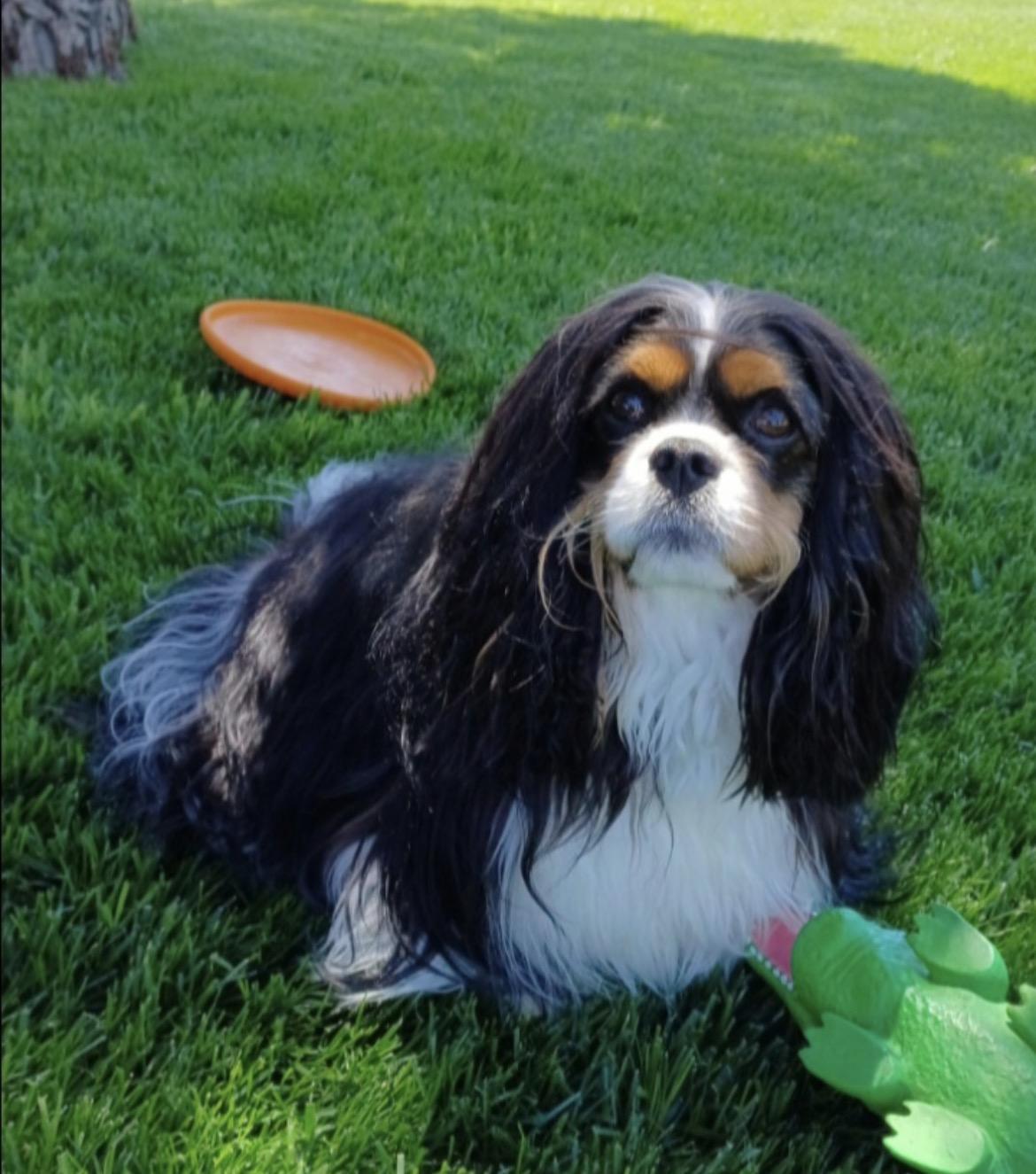 Morgan Courtesy Listing