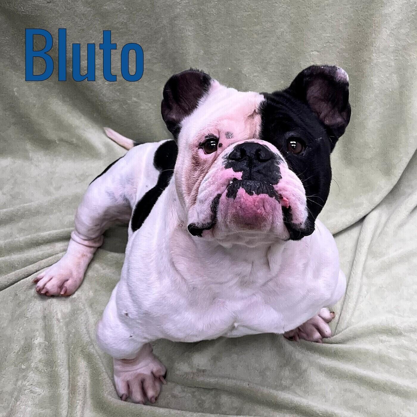 Bluto