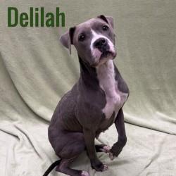 Delilah