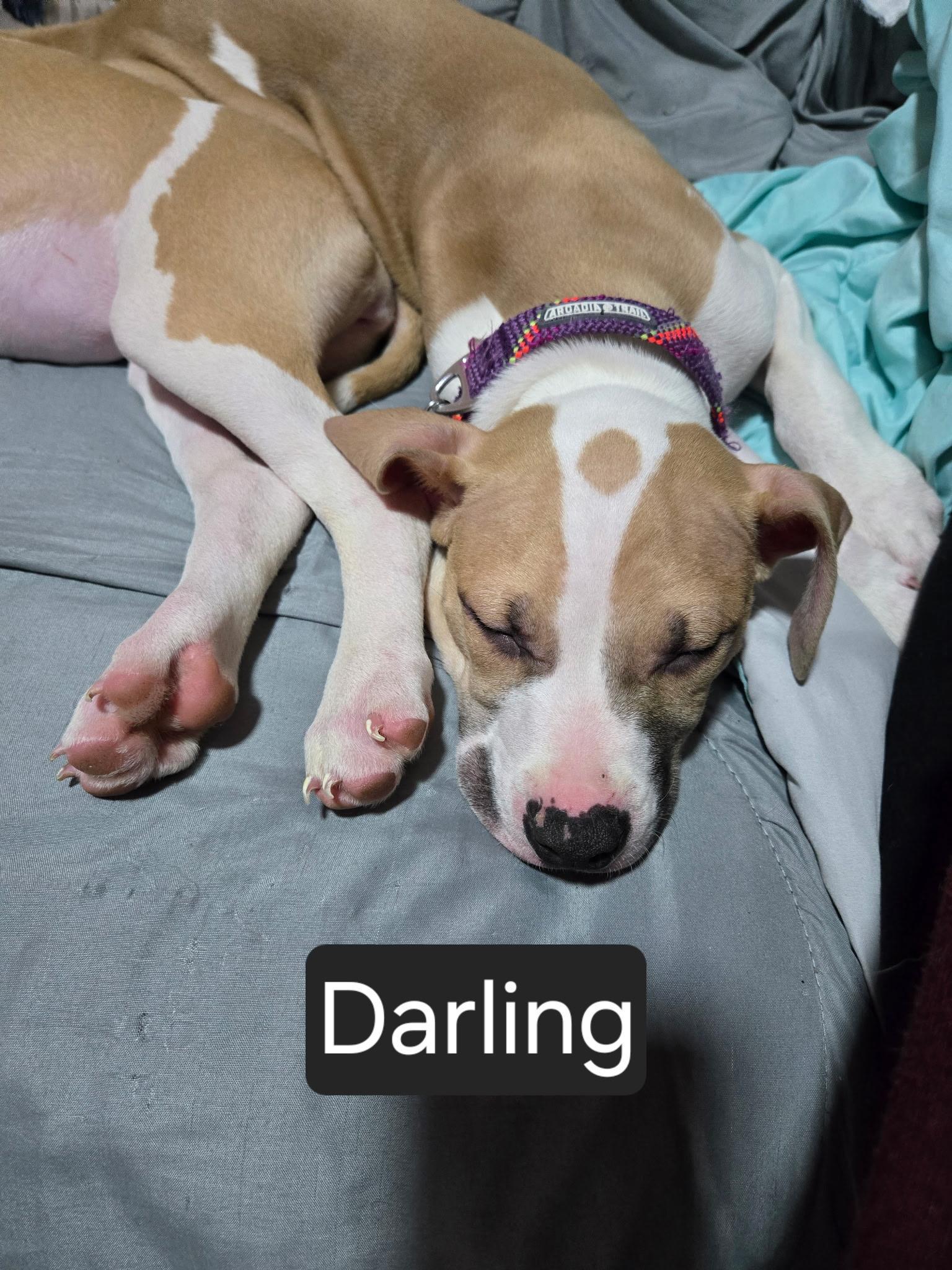 Darling