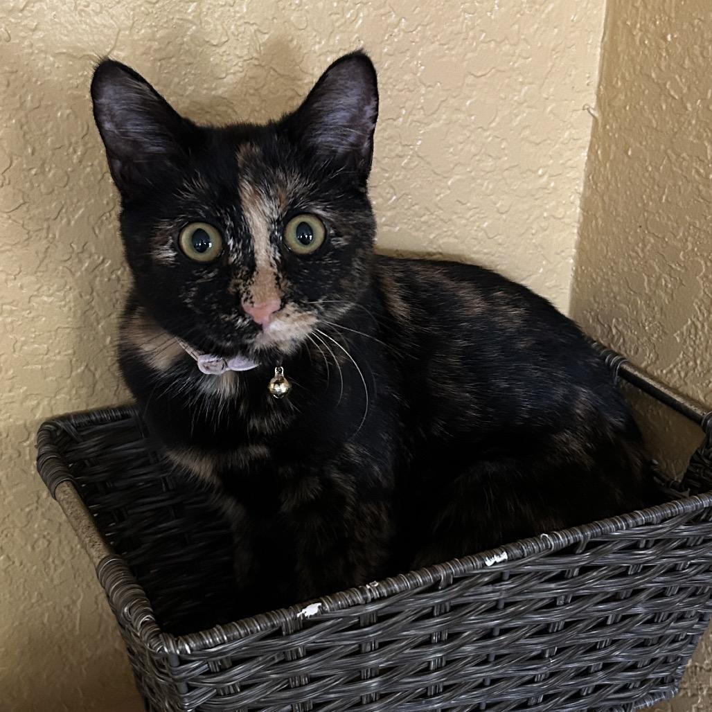 Don't Dilly Dally Silly