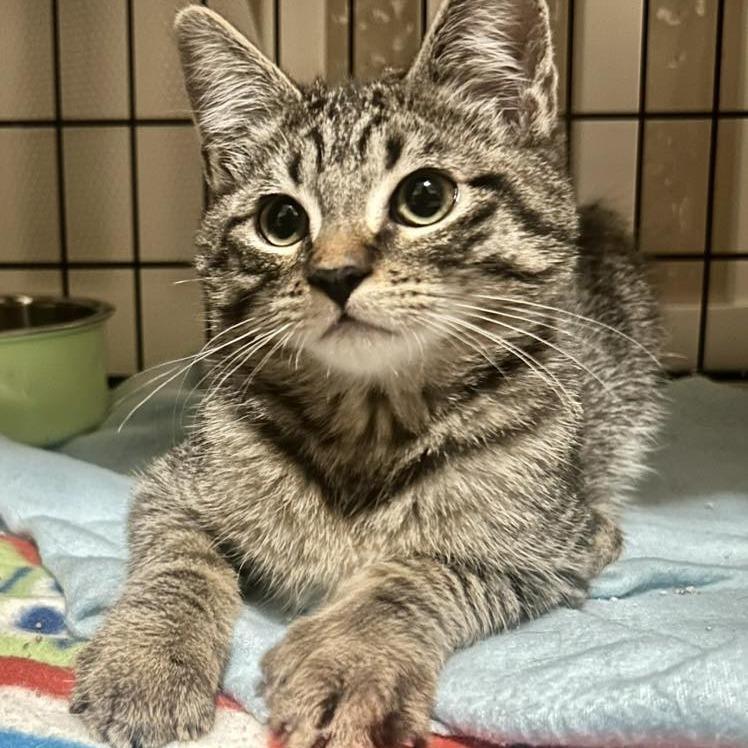 Rootbeer Rooty Lagiglia