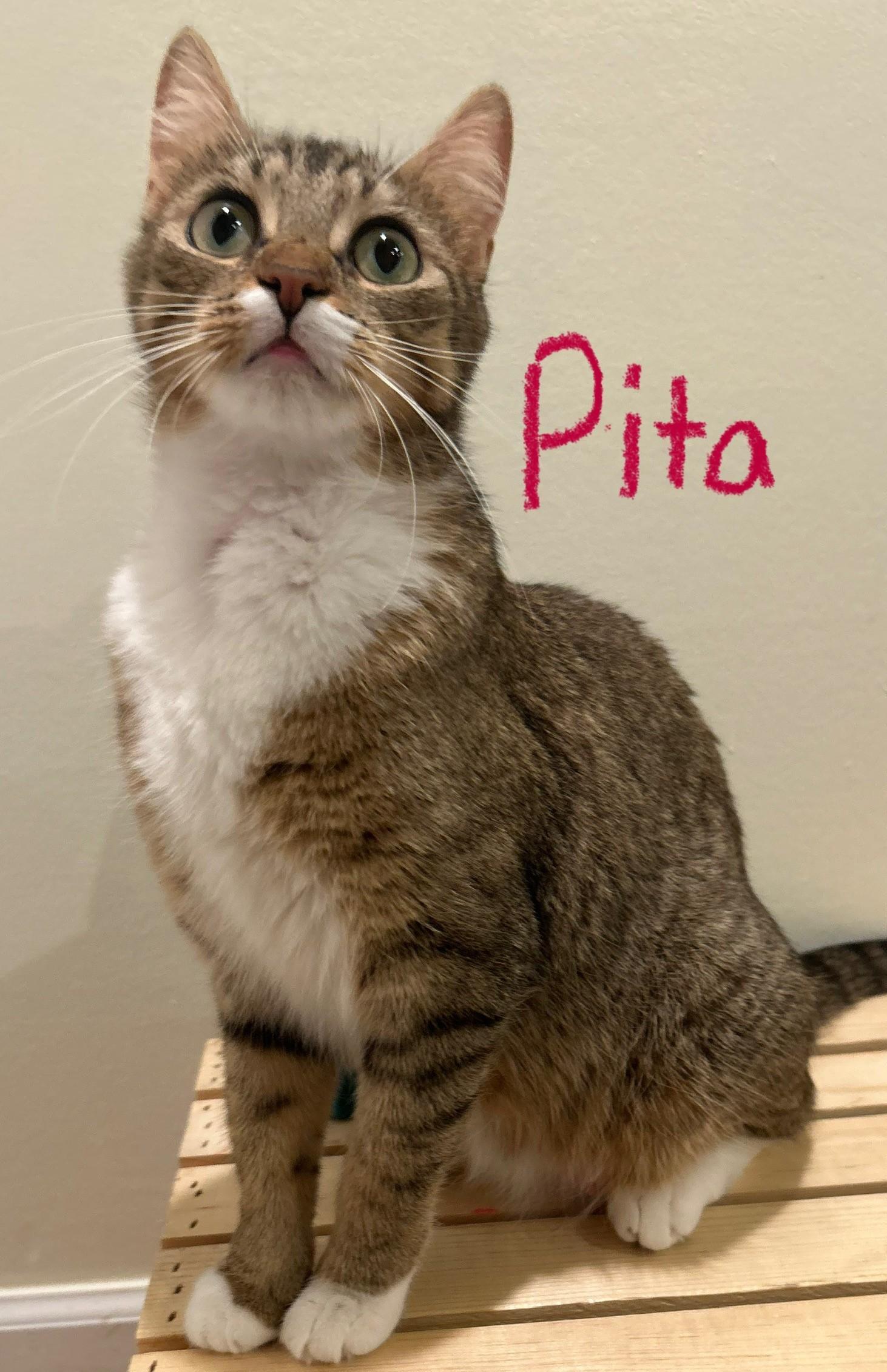 Pita
