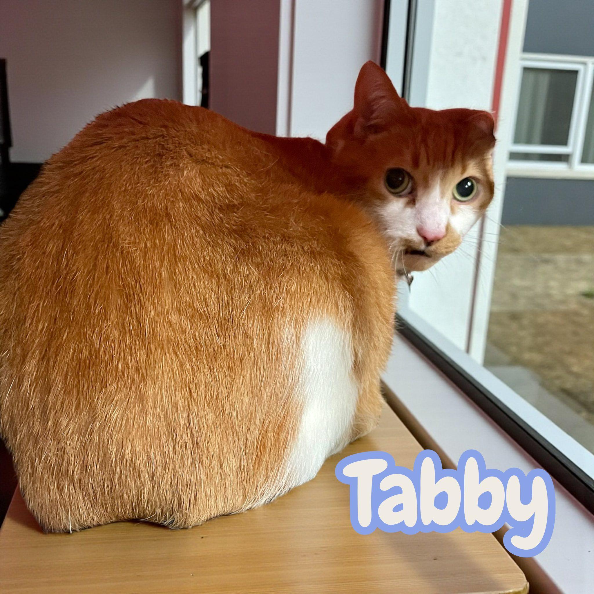 Tabby
