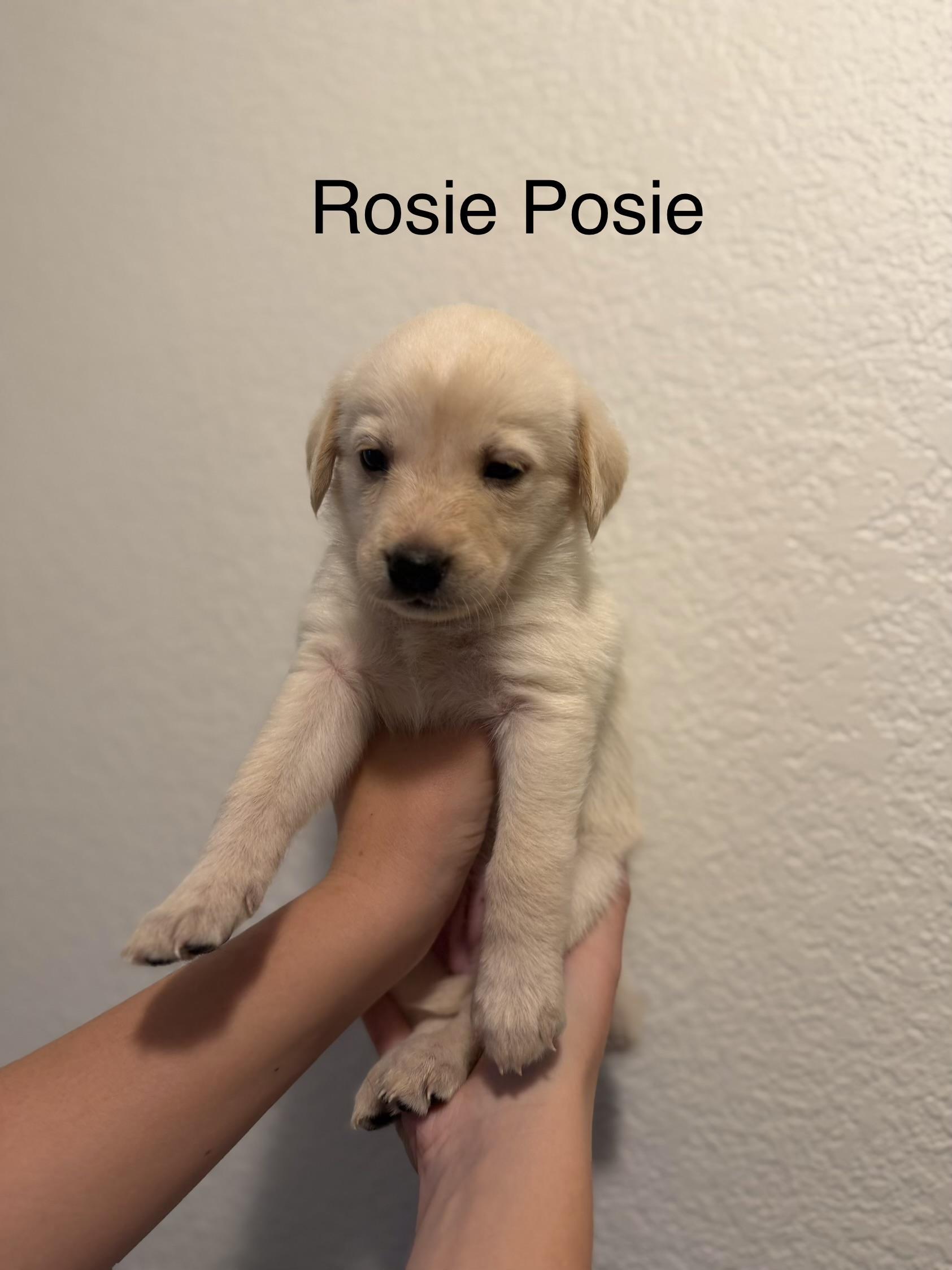 Rosie Posie