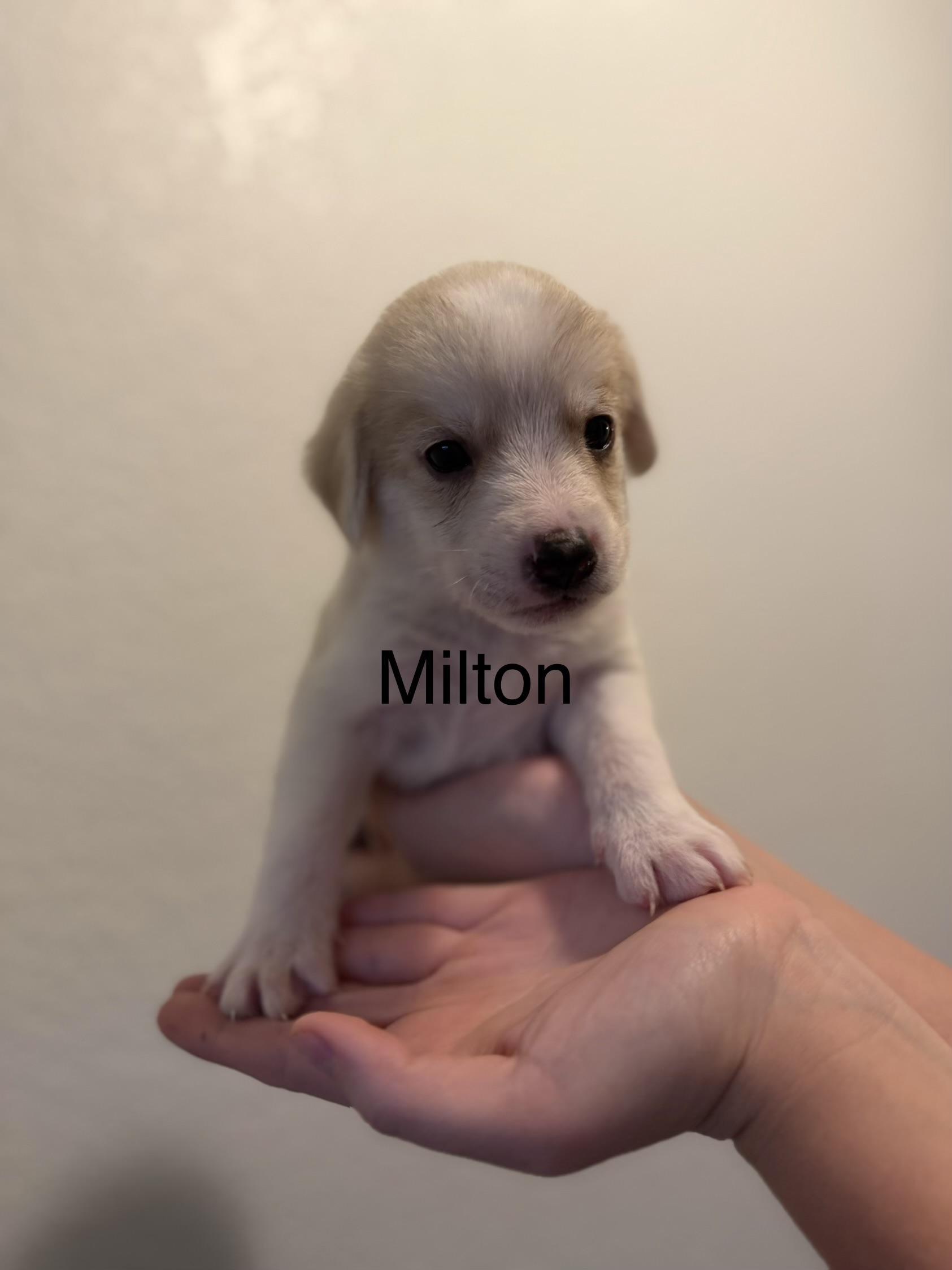 Milton