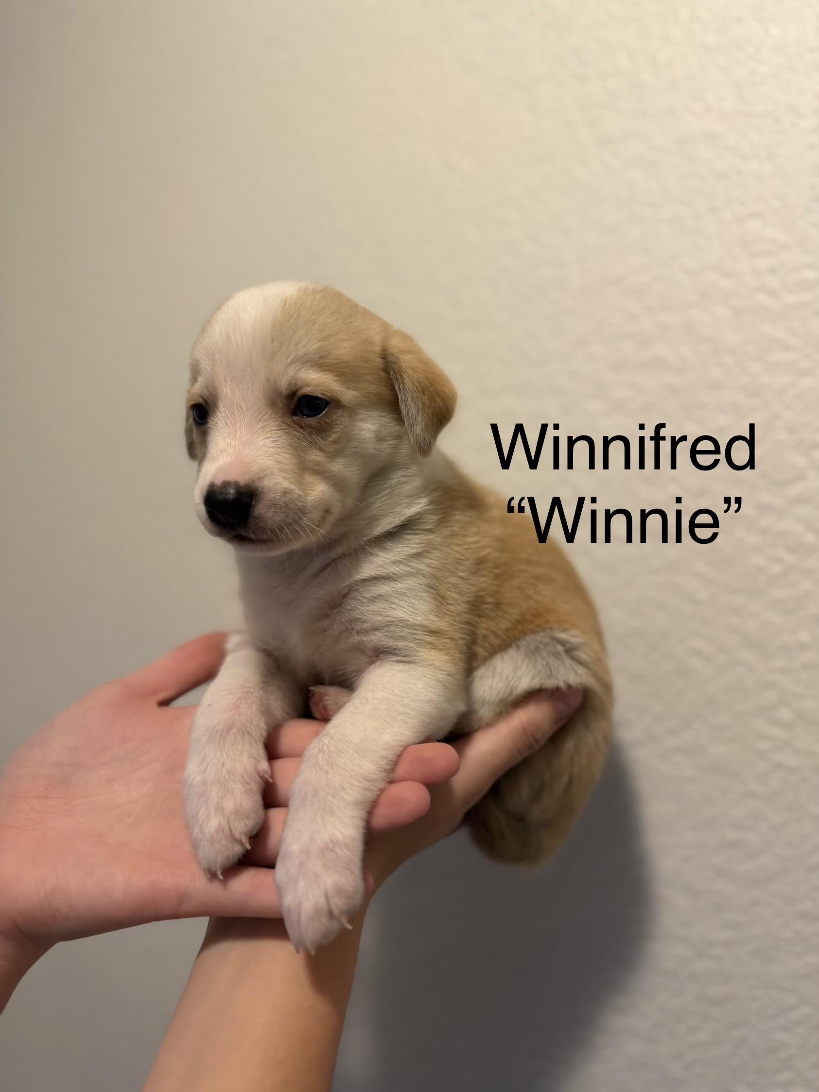 Winnie