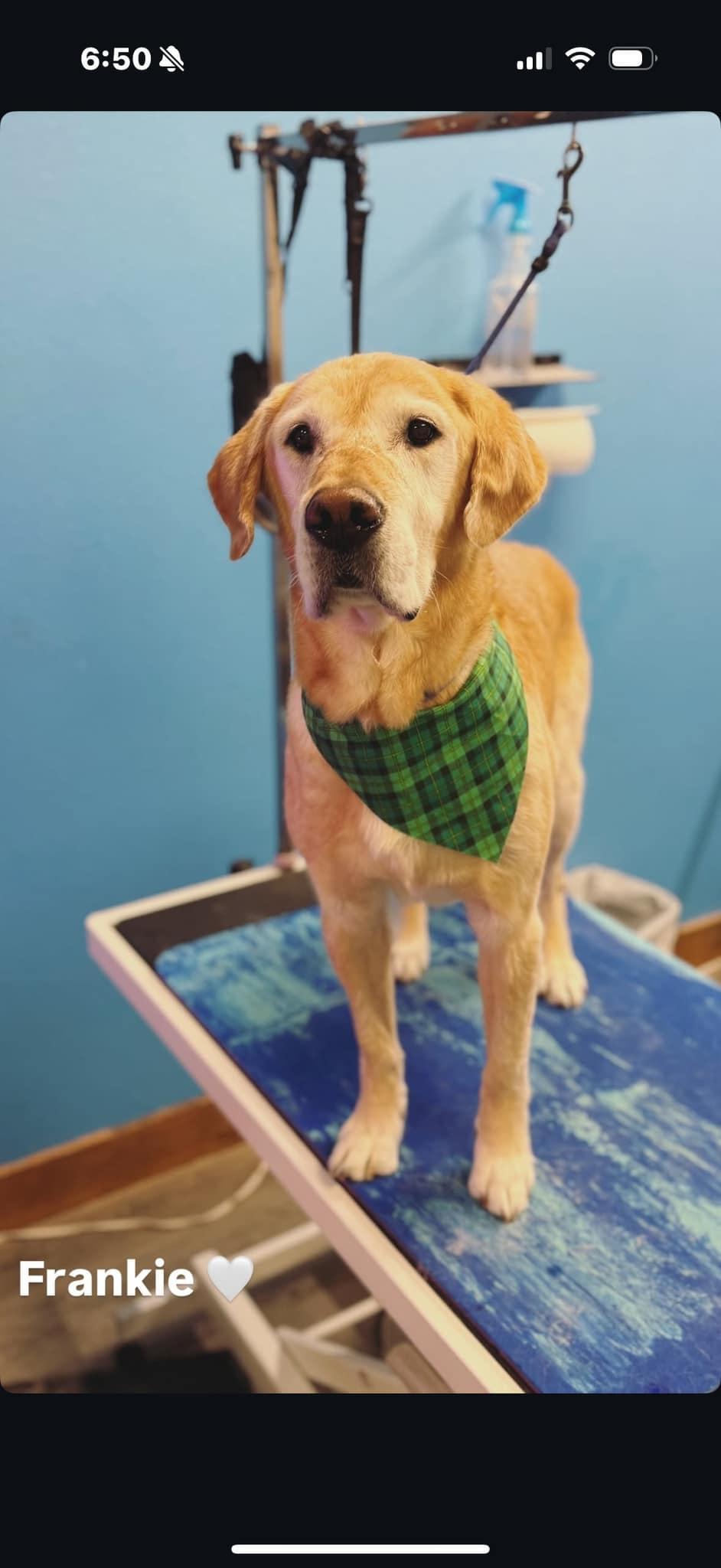 Frankie