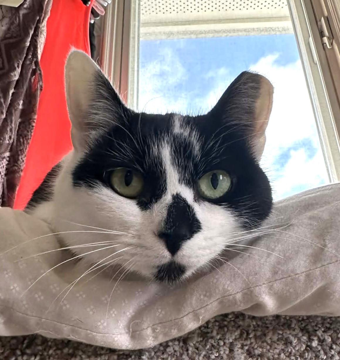 Nina Bonded Wgrayson