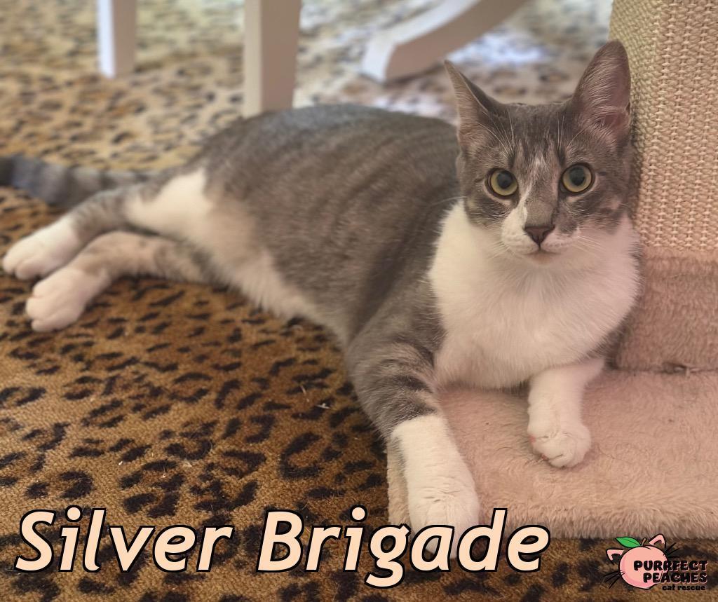 Silver Brigade