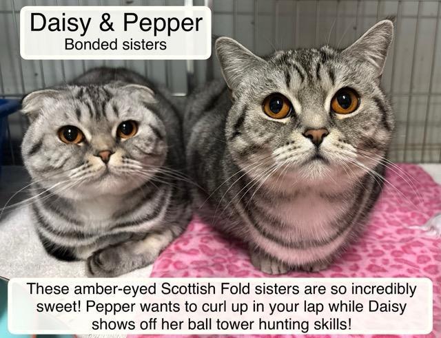Daisy Bonded With Pepper