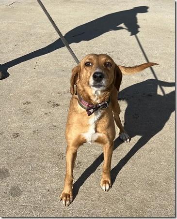 Sadie Adult Foxhound Mix
