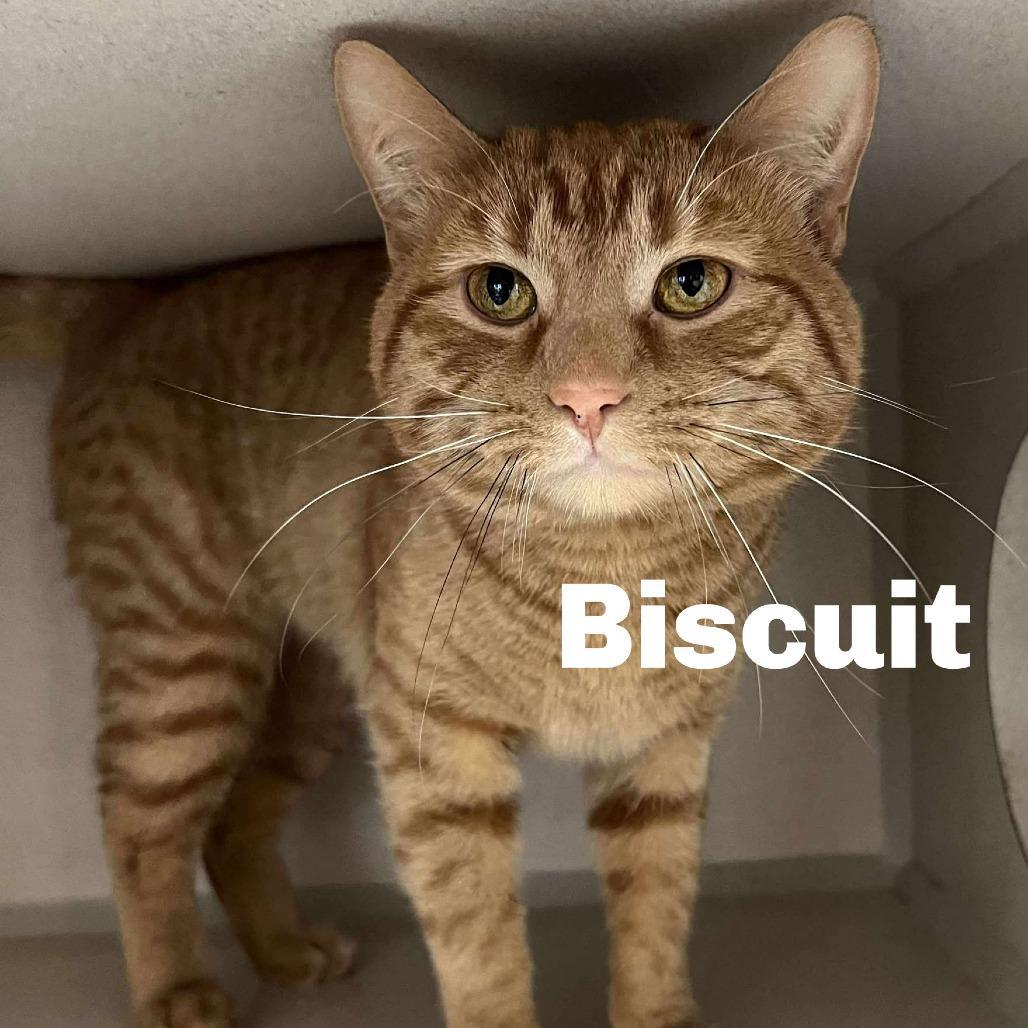 Biscuit