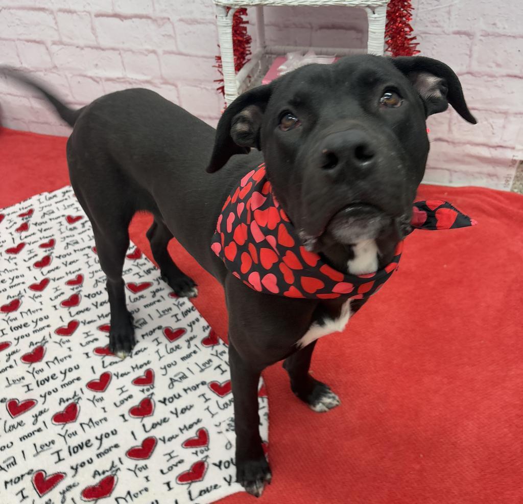 Superintendent Chalmers