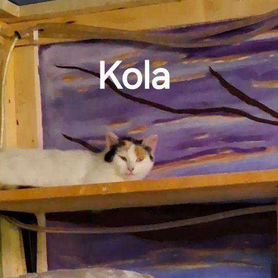 Kola