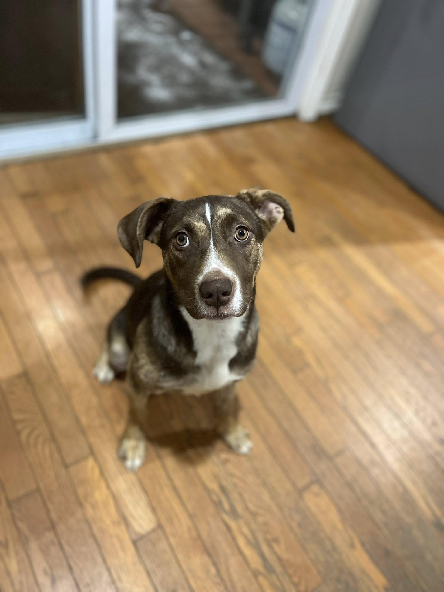 Samantha! Dogcatkid Friendly!