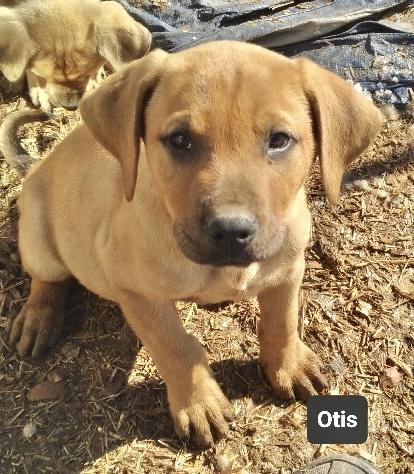 Otis