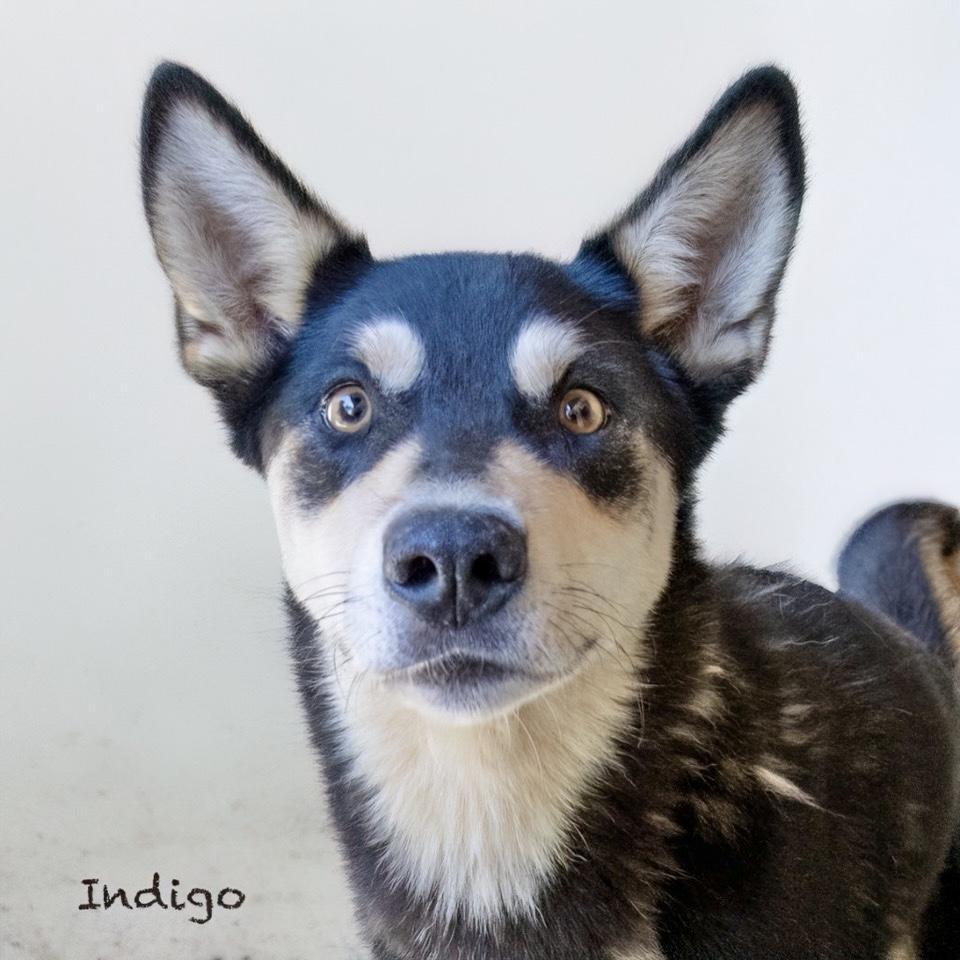 Indigo